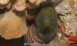 Undulated moray eel by Ralph Turre 